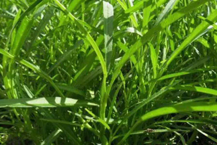 Chuyển rau muống ra ngoài nắng sau vài ngày