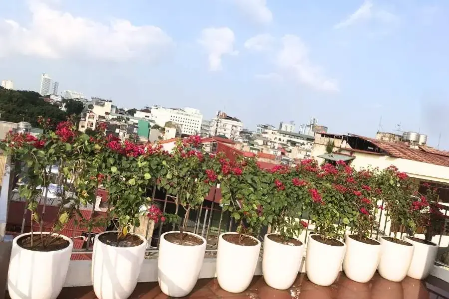 Cung cấp ánh sáng khi trồng hoa giấy