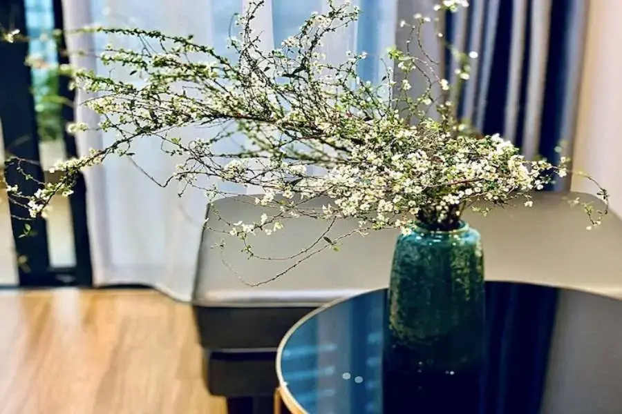 Hoa Tuyết Mai thích ánh sáng, nên cần đặt cây nơi có ánh sáng mặt trời.