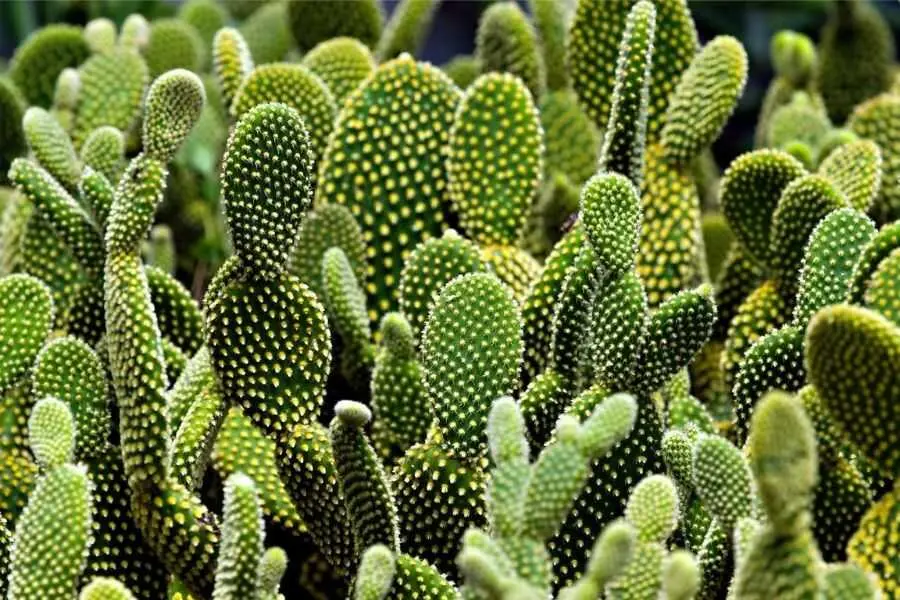 Cây xương rồng có thể sống và phát triển tốt trong điều kiện thiếu nước.