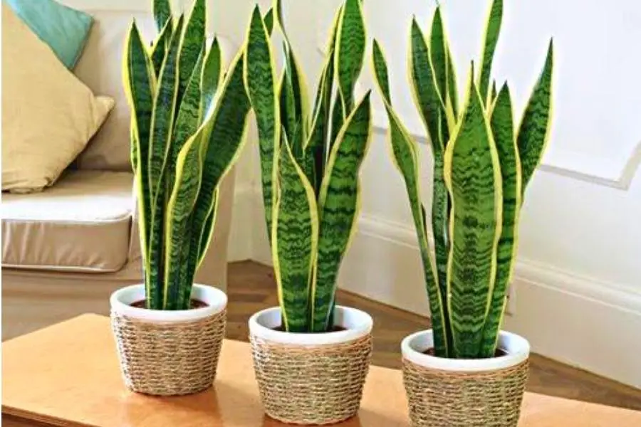 Cây lưỡi hổ đặt phòng ngủ