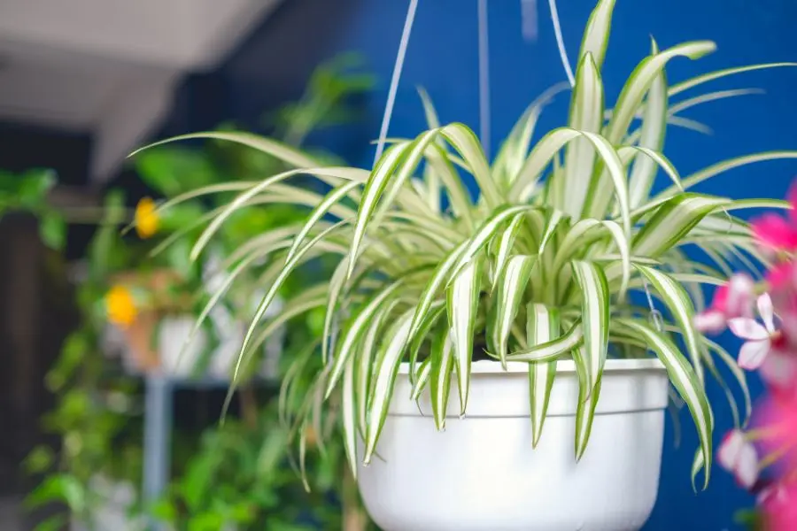 Trồng cây lan chi trang trí cửa sổ lớp học giúp thanh lọc không khí rất tốt.