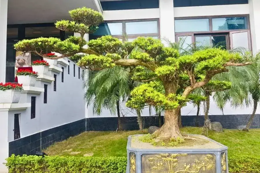 Tùng La Hán được đặt trang trí tại các khu vực công cộng.