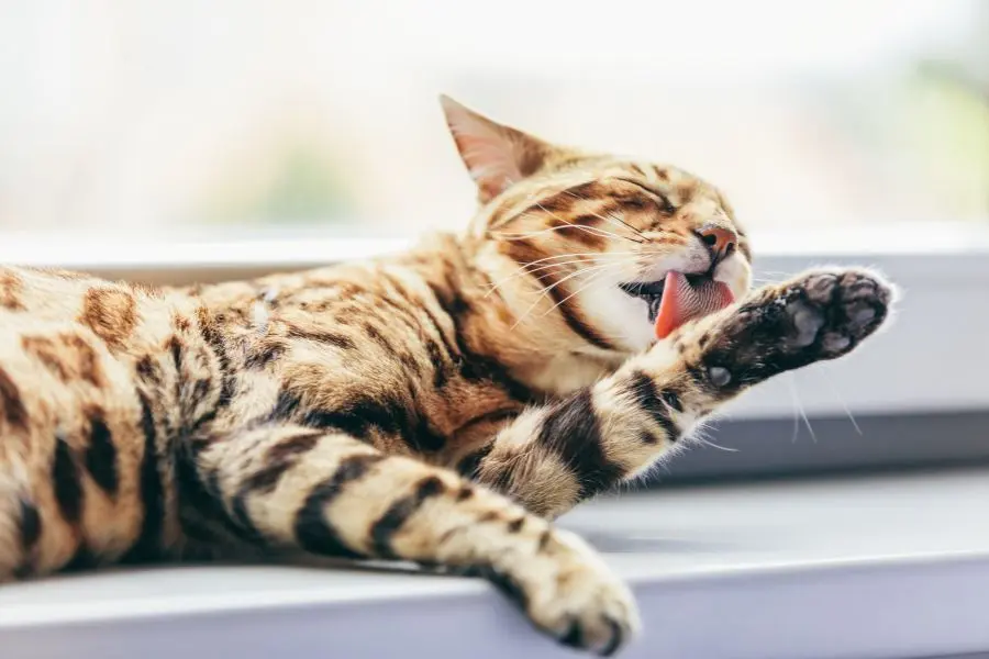 Lông tích tụ nhiều trong dạ dày dẫn tới mèo nôn ra bọt trắng.