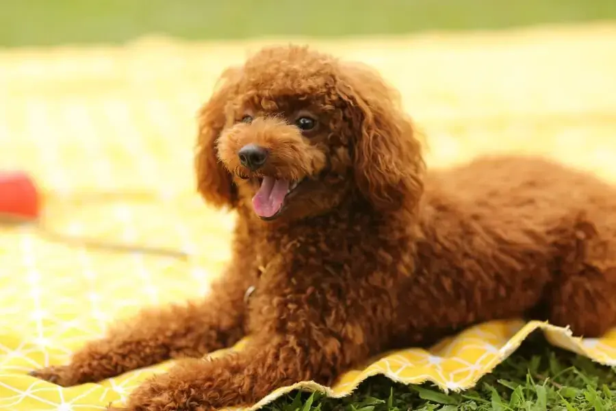 Giá bán chó Poodle lai không quá đắt, phù hợp với nhiều người nuôi thú cưng.
