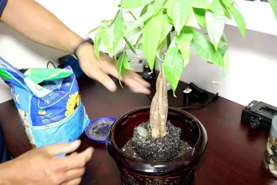 Bón phân định kỳ trong quá trình chăm sóc cây Kim Ngân