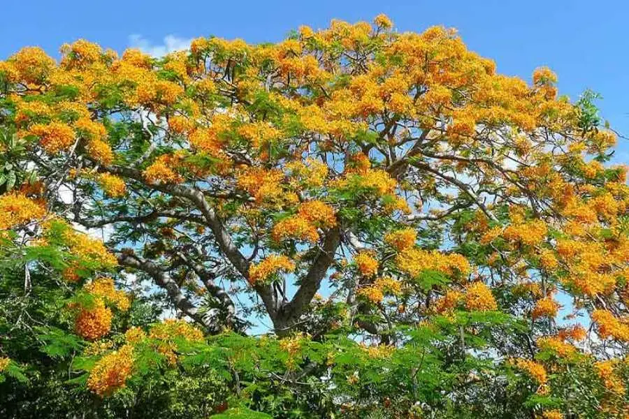 Cây phượng được phân chia thành nhiều loại với các màu sắc đỏ, cam và vàng. 