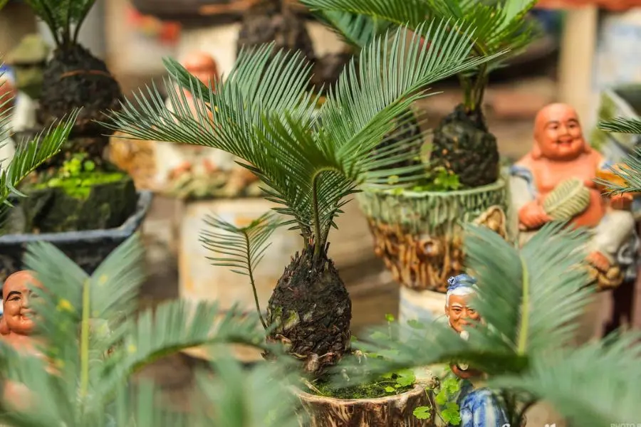 Ý nghĩa về phong thủy của vạn tuế.