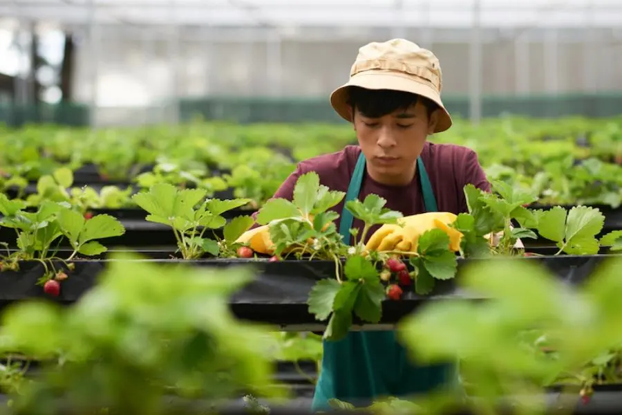Tỉa bỏ lá bị sâu bệnh để cây phát triển tốt hơn.