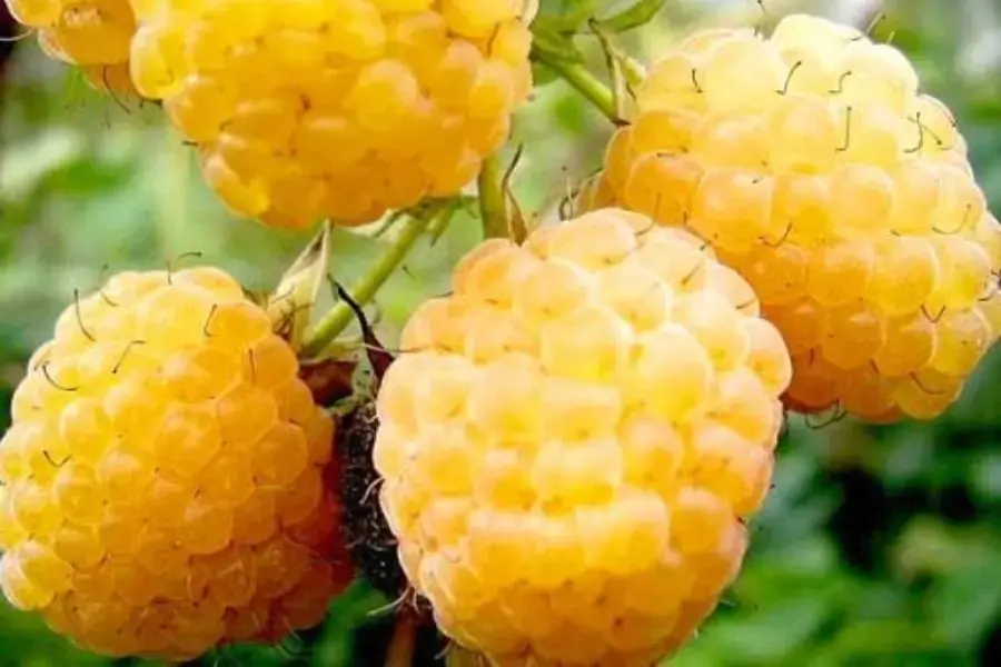 Trái mâm xôi chứa nhiều vitamin A & C
