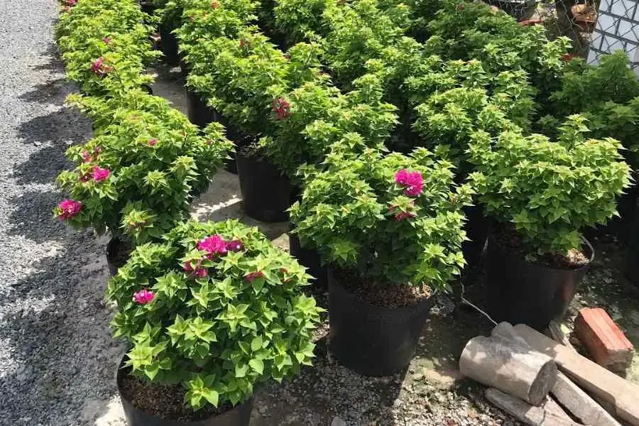 Chuyển cây hoa Giấy sang chậu mới 