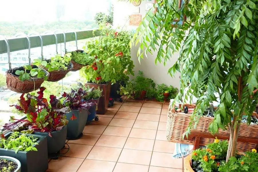 Loại bỏ các loại côn trùng gây hại cho cây cảnh