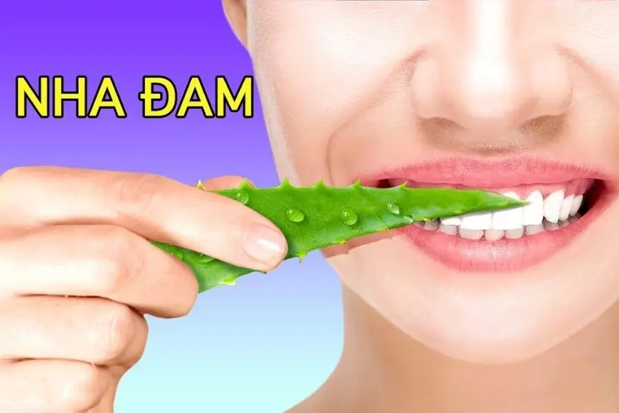 chữa bệnh răng miệng từ cây nha đam