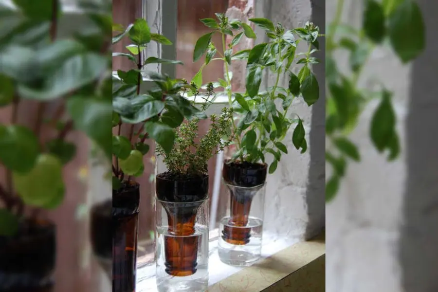 Trồng thảo mộc tự tưới bằng chai thủy tinh
