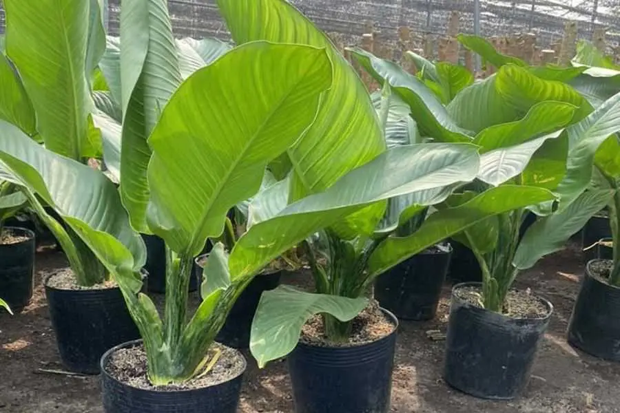 Cây đại phú gia có tên khoa học là Agaooscma.