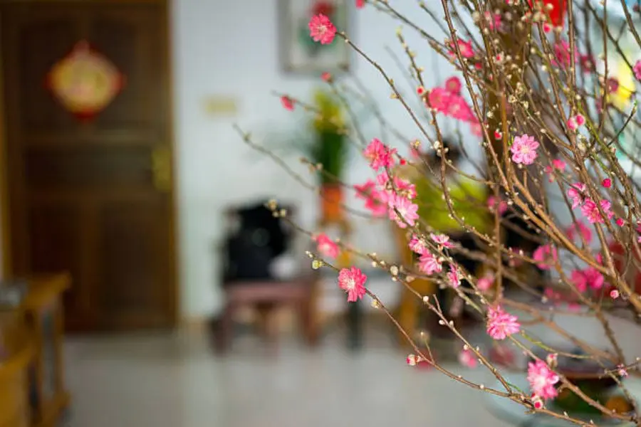 ý nghĩa của việc trang trí cây hoa đào
