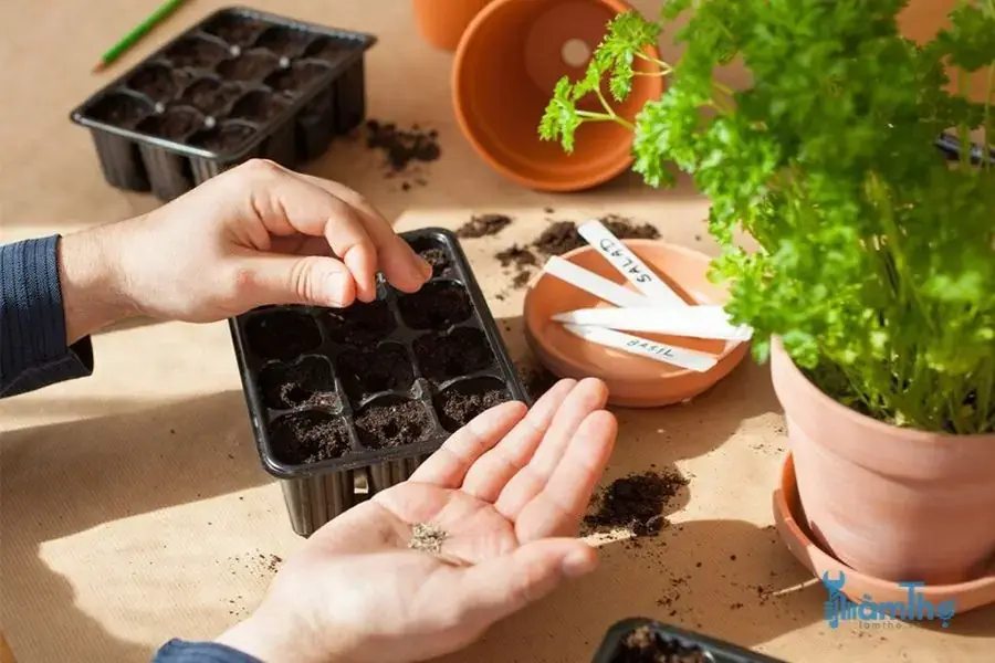 Rải hạt giống hoa Giấy vào khay ươm 