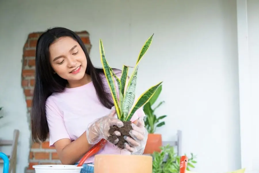 Dùng đất trồng có khả năng thoát nước tốt