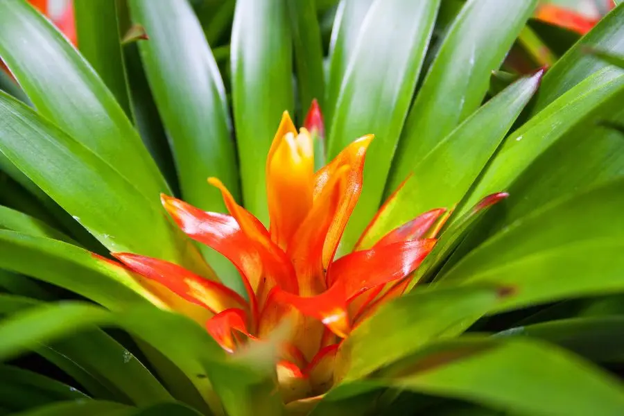 Phong lộc hoa có tên khoa học là Bromeliad, cây thuộc họ nhà Dứa.