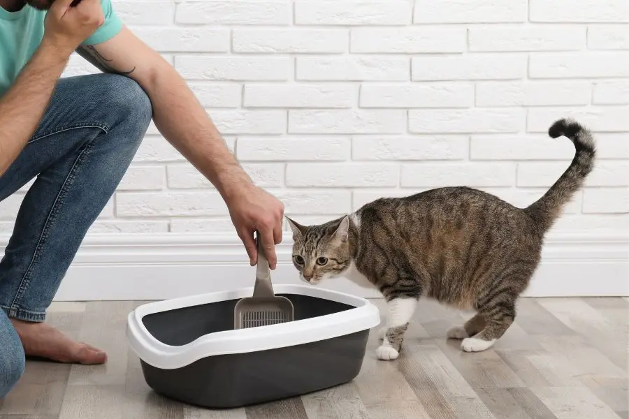 Mèo bị tiêu chảy là biểu hiện của của triệu chứng rối loạn tiêu hóa, ngộ độc thức ăn hoặc nhiễm khuẩn đường ruột/giun sán.