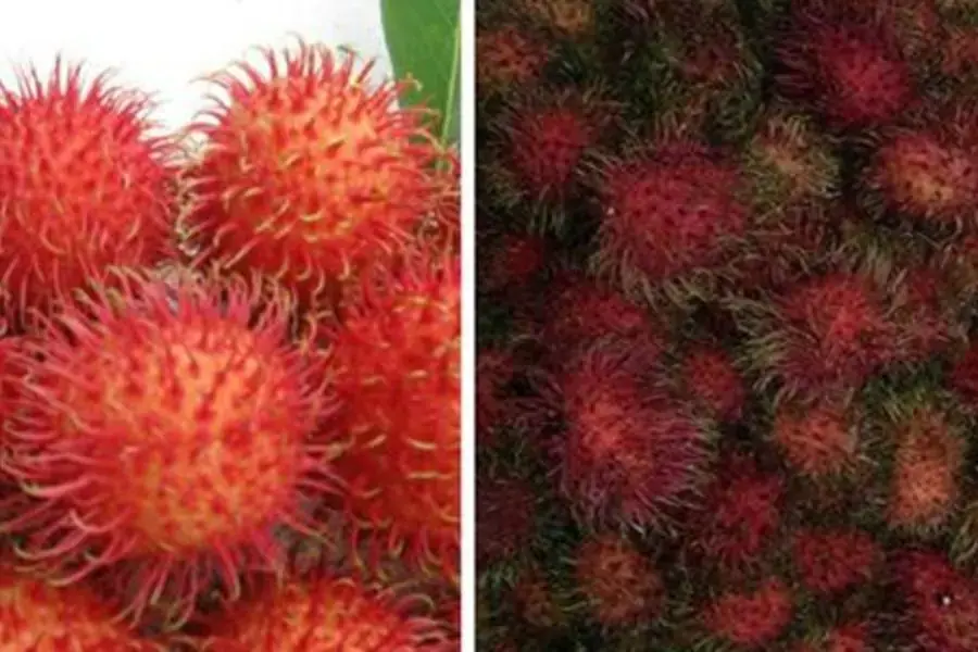 Phân biệt chôm chôm ngon