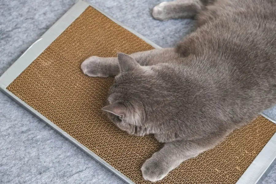 Mèo sắp đẻ thể hiện dấu hiệu bồn chồn, cào vào ổ, kêu nhiều.