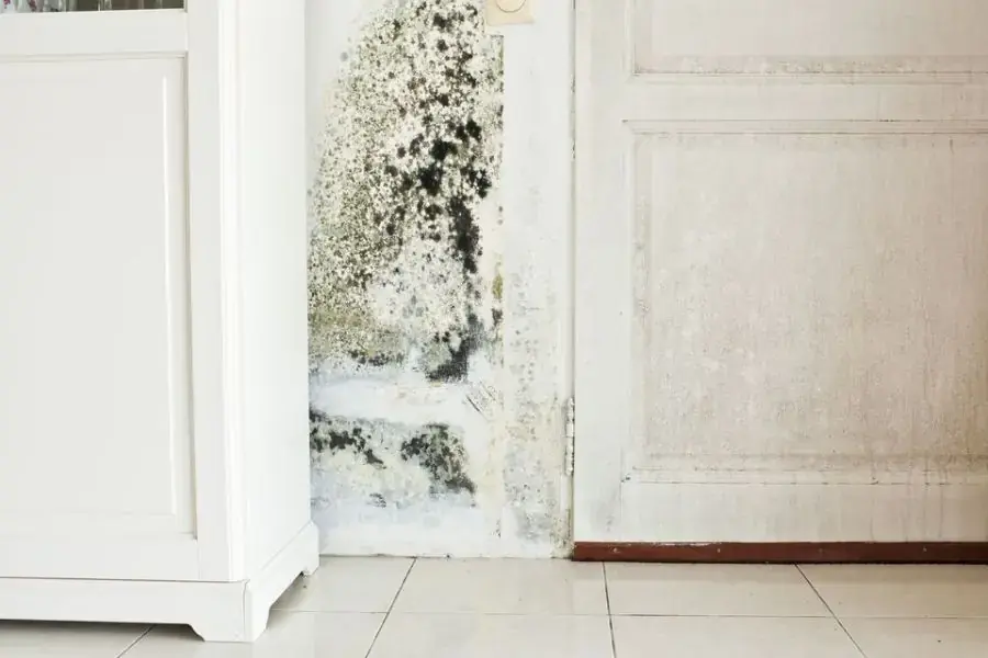 Thời tiết ẩm ướt có thể làm cửa gỗ bị mốc và cong vênh (Nguồn: Mold)