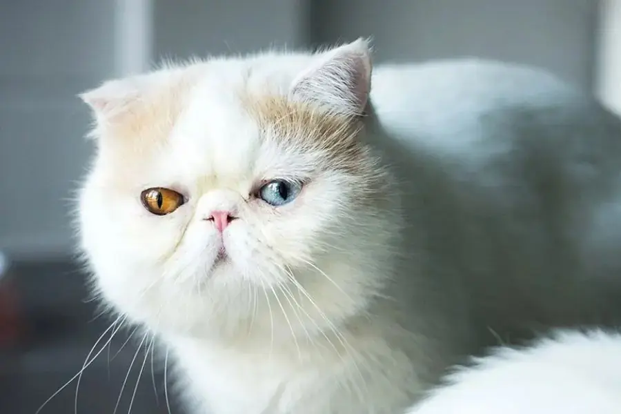Mèo Ba Tư lông ngắn được nhiều người yêu thích thú cưng săn đón.