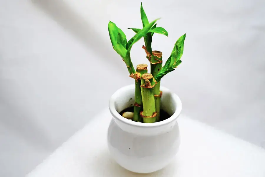 Nên đặt cây tại nơi có nhiệt độ ấm vừa đủ.
