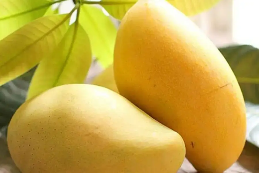 Vỏ xoài cát Hoà Lộc