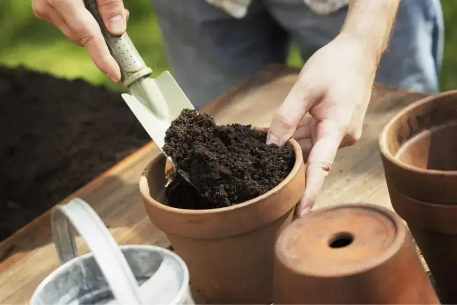 Đất trồng là yếu tố quan trọng cần lưu ý khi chăm cây Ngân Lượng.