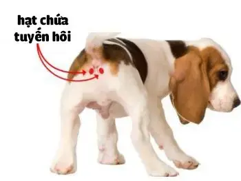 Vị trí tuyến mồ hôi ở chó (Nguồn: petservicehcm)