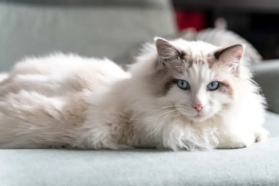 Mèo Ragdoll có kích thước hình thể lớn hơn so với một số giống mèo khác.