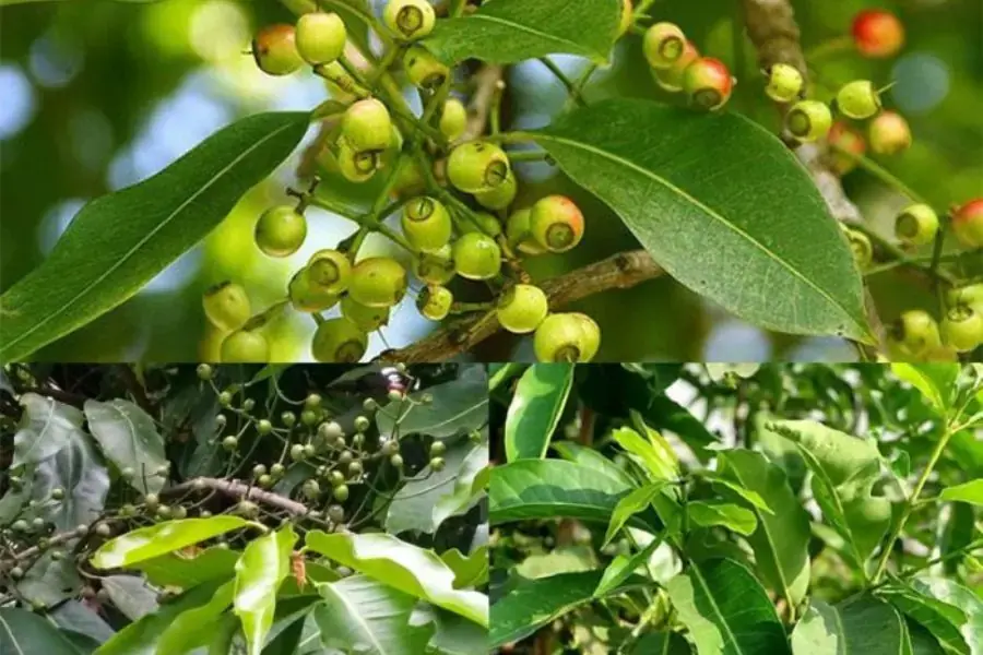 Cây vối trồng trước cửa nhà gây cản trở tài lộc.