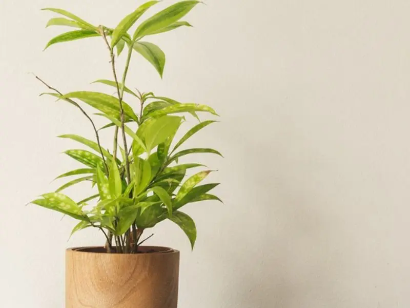 Cây Trúc Nhật có nguồn gốc từ khu vực Đông Nam Á.