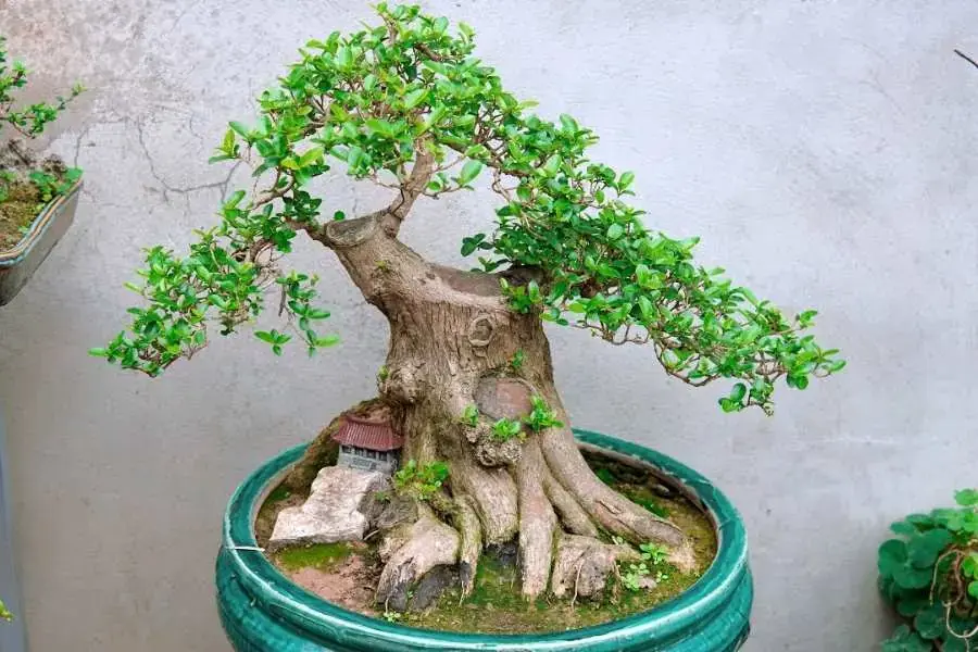 Chậu si cảnh trang trí sân vườn.