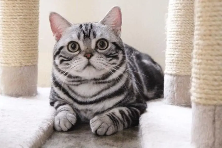 Màu lông vằn xương cá ở giống mèo Anh lông ngắn.