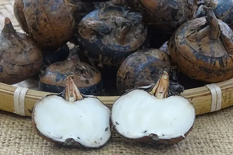 Củ năng có thể ăn sống sau khi lột vỏ và rửa sạch.