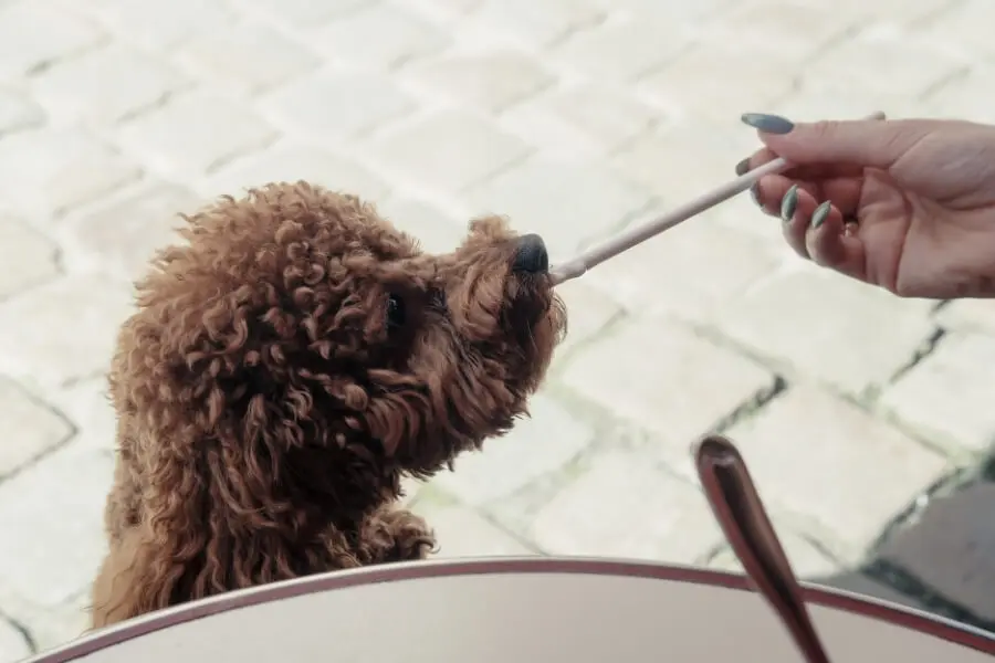 Chăm sóc chó Poodle từ 3-6 tháng tuổi bài bản, khoa học giúp thú cưng phát triển khỏe mạnh.