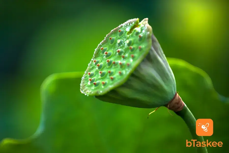 Hạt sen có thể cải thiện triệu chứng bệnh mất trí nhớ