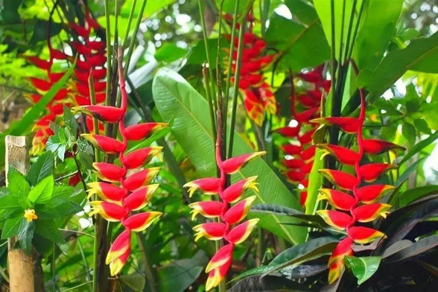 Hoa chuối cảnh ấn tượng và đẹp mắt.