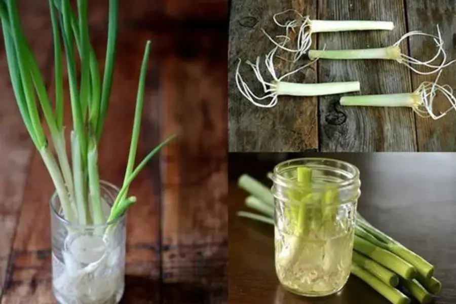 Trồng hành lá bằng chai nhựa