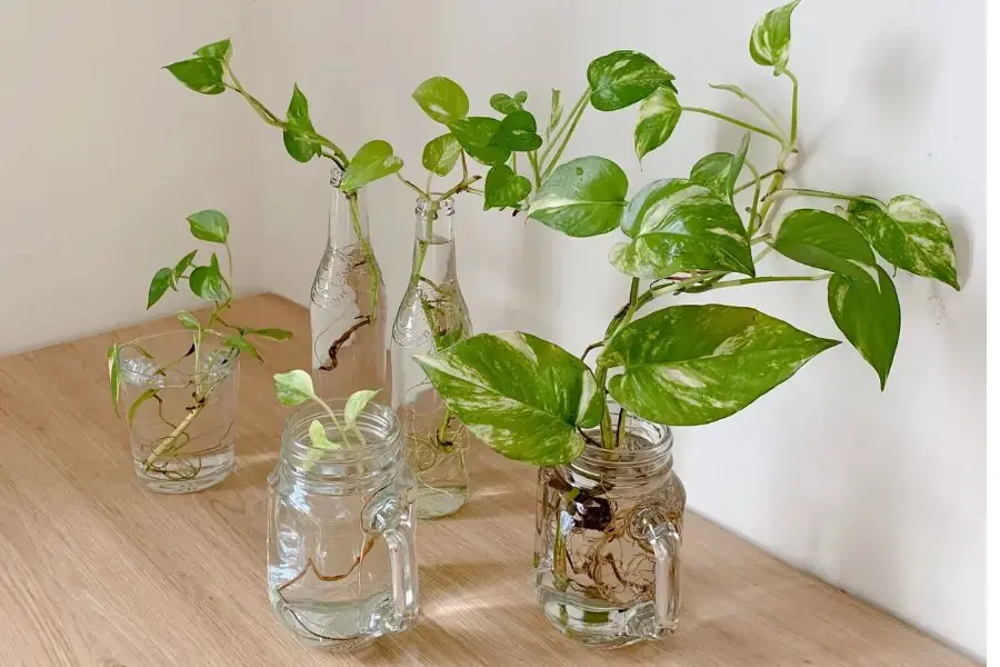 Tần suất thay nước tốt nhất là vào khoảng 2 – 3 lần 1 tuần.