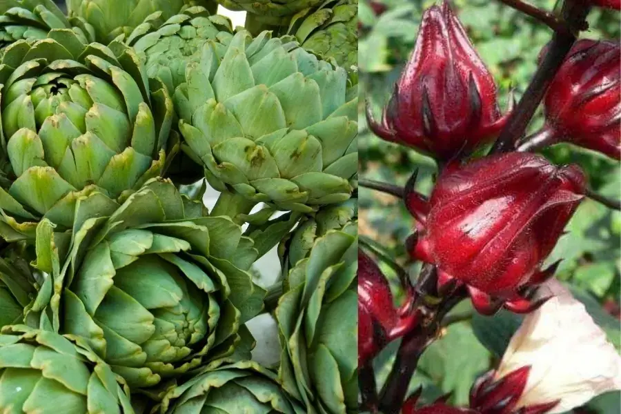 Bông atiso xanh và atiso đỏ