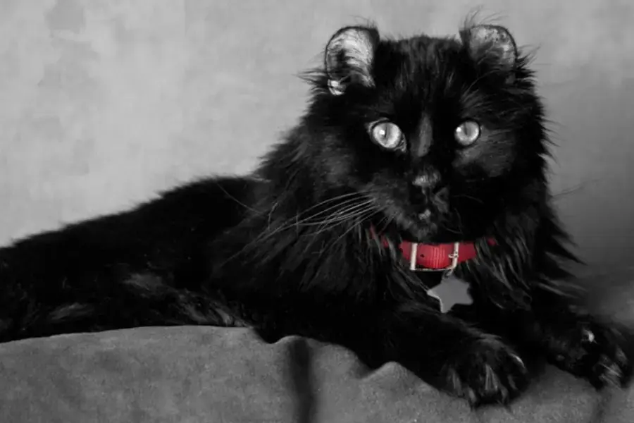 Giống mèo American Bobtail được nhiều người yêu thích.