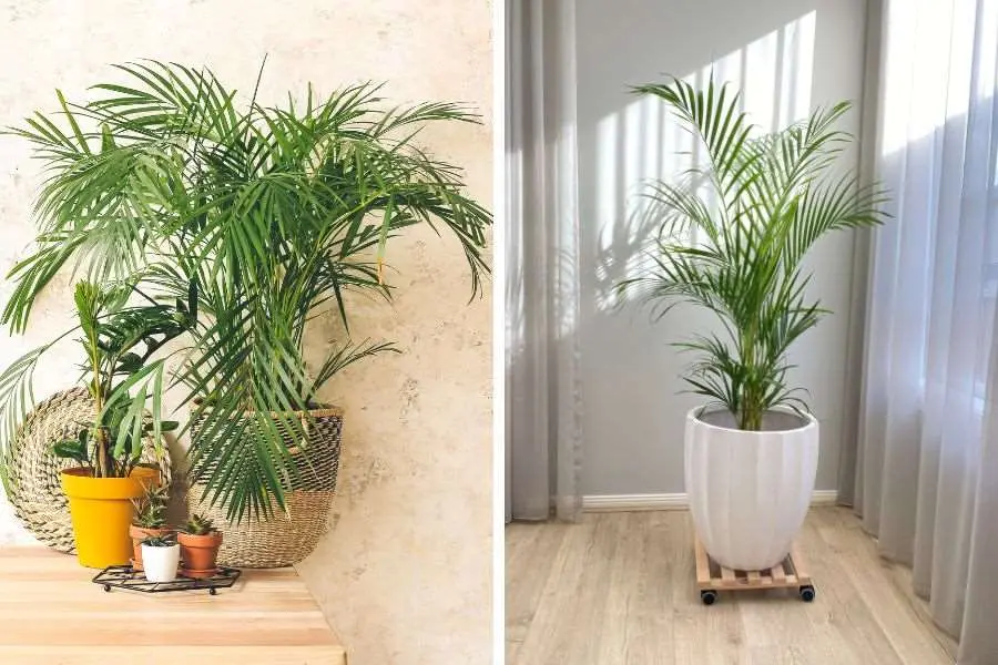Cây cau kiểng được rất nhiều gia đình lựa chọn cho không gian sống.