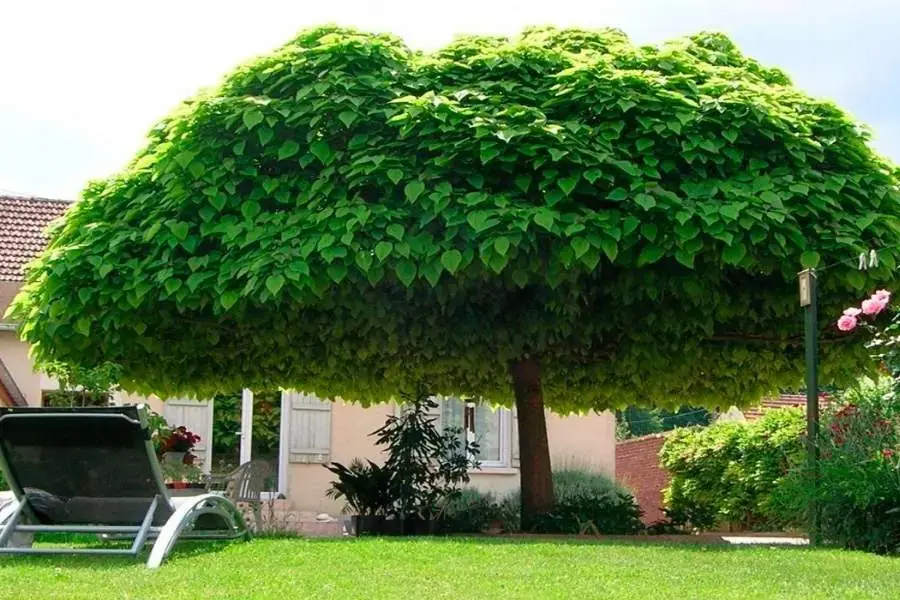 Trồng cây xanh có tán rộng để chống nóng cho nhà mái tôn