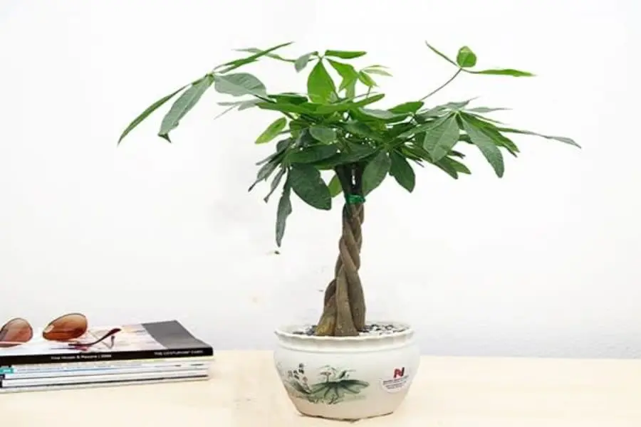 5 nhánh xòe ra của lá cây kim ngân tượng trưng cho 5 yếu tố.