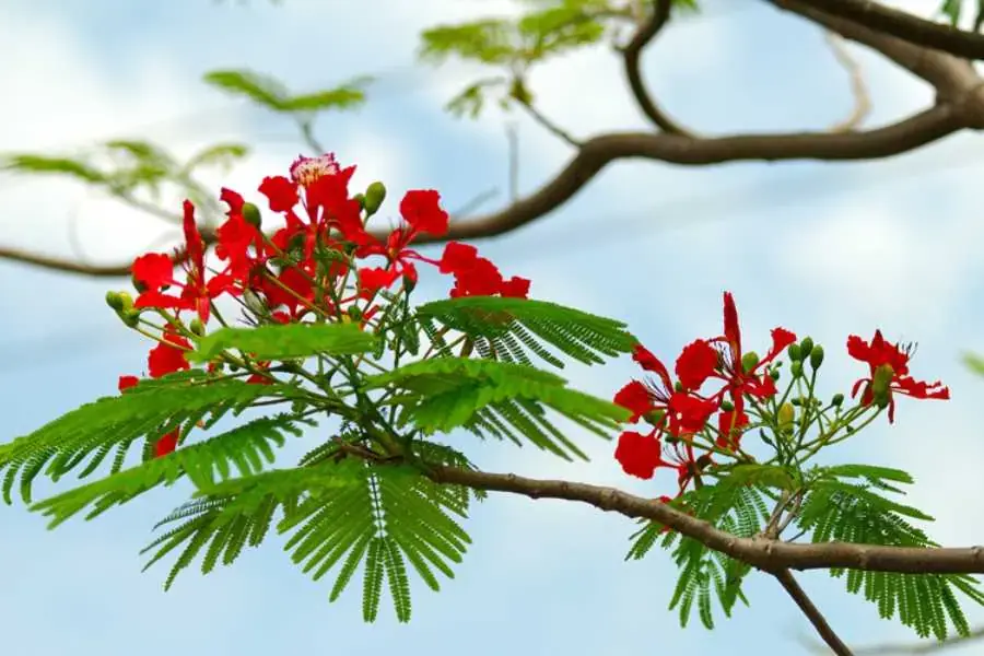 Cây phượng có nguồn gốc từ Madagascar và xuất hiện tại Việt Nam từ những năm cuối thế kỷ 19. 