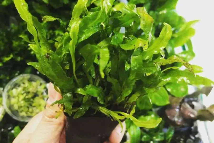 Cây dương xỉ khá dễ trồng và lọc nước rất tốt.